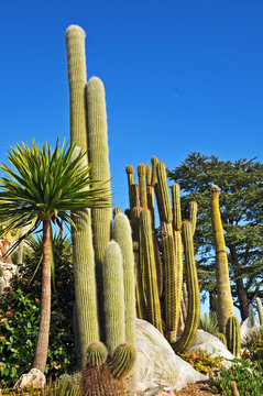 Eze, Costa Azzurra - il Giardino piante esotiche e dei cactus