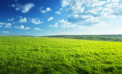 Rugzak field of spring grass and forest © Iakov Kalinin