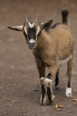 Portrait of a walking small goat