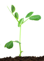 Pea plant