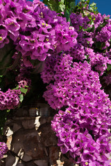 Obraz premium beautiful cyclamen bugenvillea