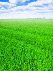 Obraz na płótnie Canvas Zielone pole pszenicy