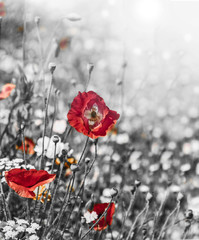 meadow with red poppies - monochromatic picture