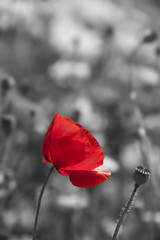 poppy flower in detail monochromatic picture