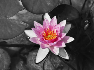 water lily monochrome picture