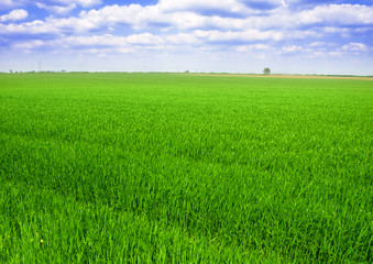 green wheat field