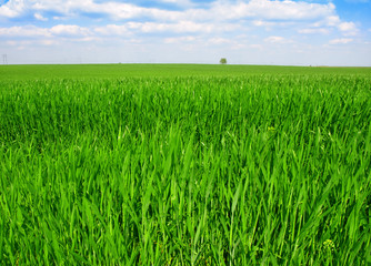 Fototapeta premium green wheat field