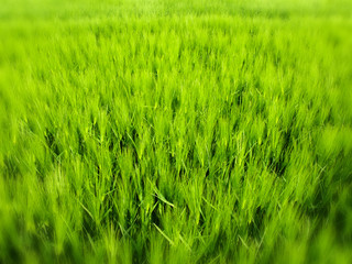 Macro of springtime cereal sprouts