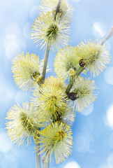spring branch of willow with catkins and light bokeh