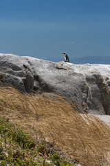 Pingouin de Boulders Beach près du Cap en Afrique du Sud