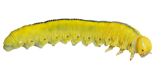 Larva of sawfly 3