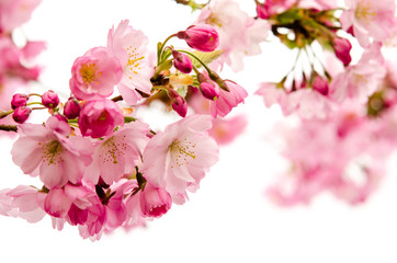 Naklejka na ściany i meble Japoński kwitnienia wiśni