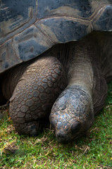 Galapogos Tortoise