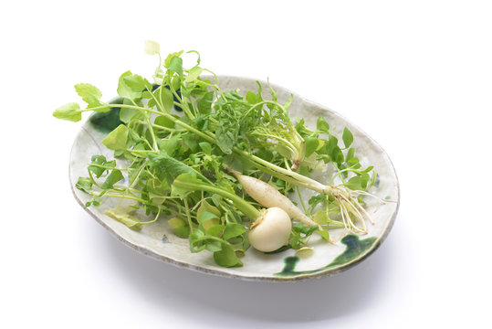 1 130 Best 春の七草 Images Stock Photos Vectors Adobe Stock