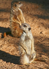 meerkats