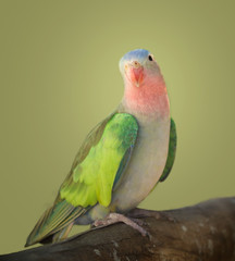 a portrait of a princess parakeet