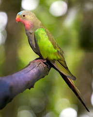 a portrait of a princess parakeet