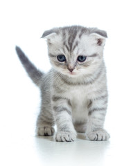 Obraz na płótnie Canvas Scottish fold kitten samodzielnie na białym tle