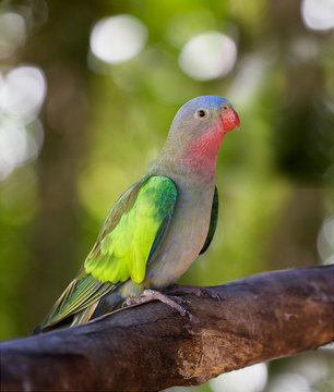 a portrait of a princess parakeet