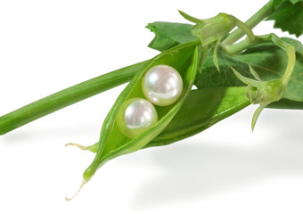 Real fresh water pearls in fresh pea pod