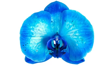 Papier Peint photo Lavable Orchidée Blue orchid flower