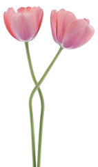 tulip