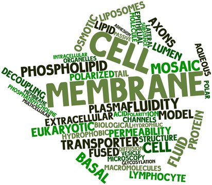 Word cloud for Cell membrane