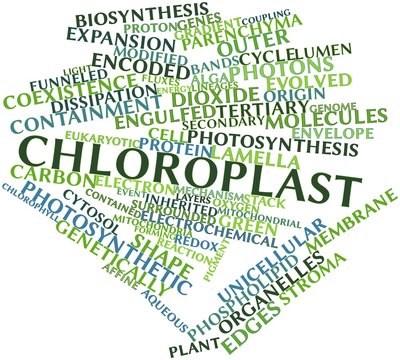 Word cloud for Chloroplast
