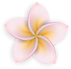 Pink plumeria (frangipani) flower.
