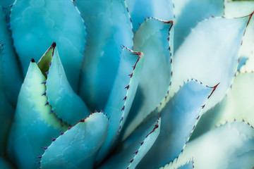 Sharp pointed agave plant leaves bunched together.