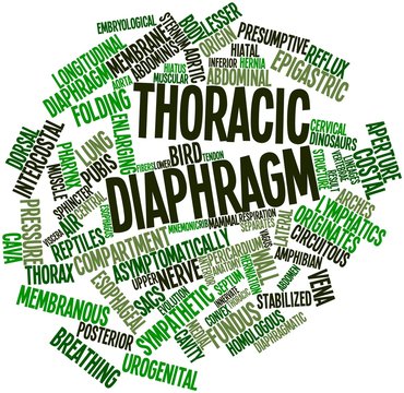 Word cloud for Thoracic diaphragm