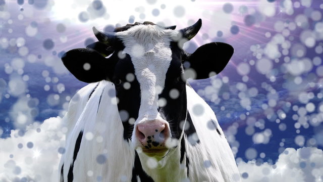 Happy Cow