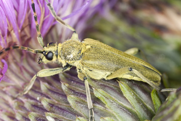 Lepturobosca virens on thistle, macro photo