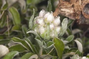 Mountain everlasting or Catsfoot, Antennaria dioica