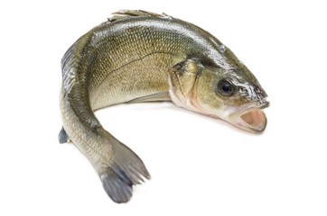 Spigola