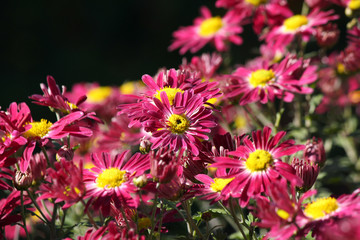 colorful flowers