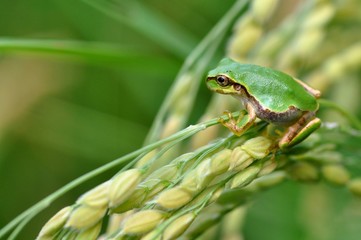 稲穂と蛙