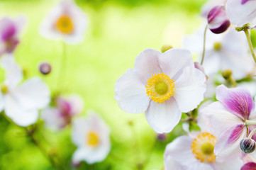 Flowers in the garden. Anemone japonica