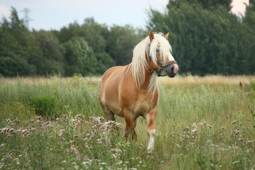 Beautiful palomino draught horse walking at the field