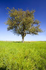 Fototapeta na wymiar Samotne drzewo grusza