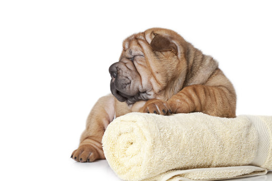 Sharpei Puppy with a towel