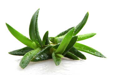 aloe vera isolated on white background