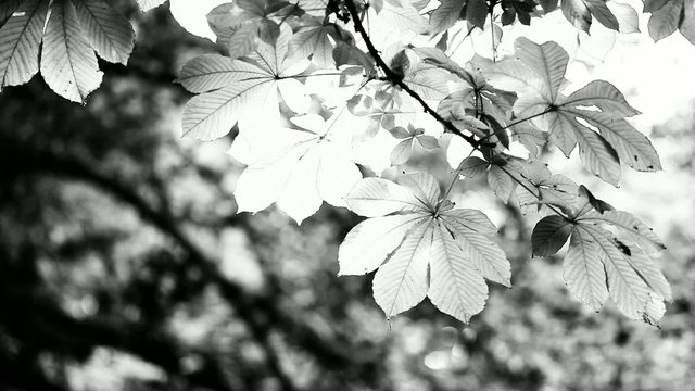 and Black and white beautiful leaves over blurred background