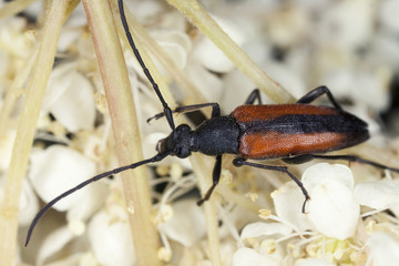 Leptura melanura feeding on meadowsweet, macro photo