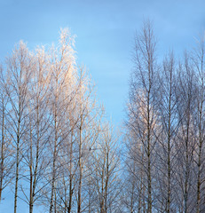 Birch trees with rime frost