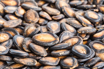 seed of watermelon