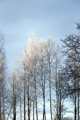 Birch trees with rime frost