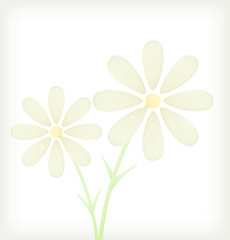 White daisy watercolor painted