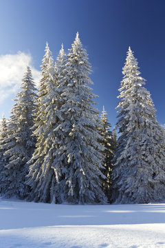 Winter landscape in Rodopi mountain_5