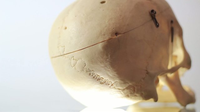 Skull - medical equipment - bright to dark